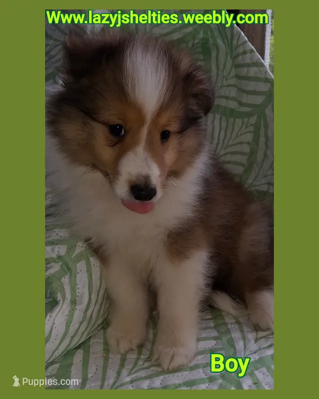 AKC ROC – Shetland Sheepdog puppy for sale in Elizabeth City, NC