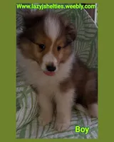 AKC ROC, a male Shetland Sheepdog for sale in Elizabeth City, NC – 1 of 4