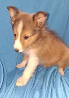 AKC ROLLO, a male Shetland Sheepdog for sale in Elizabeth City, NC – 1 of 2