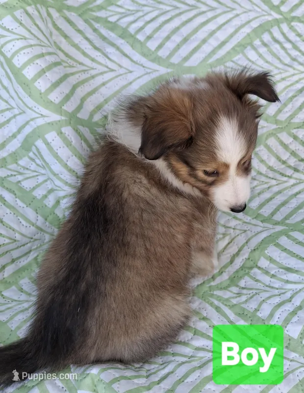 Akc Finn – Shetland Sheepdog puppy for sale in Elizabeth City, NC