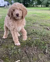 Standard golden doodles male and female , a male Goldendoodle for sale in Greenville, TX – 5 of 7