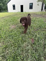 Standard golden doodles male and female , a male Goldendoodle for sale in Greenville, TX – 4 of 7