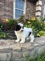 Bell Schnoodle chocolate parti, a female Schnoodle for sale in Greenville, TX – 5 of 5