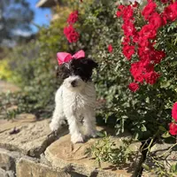 Chip, a female Schnoodle for sale in Greenville, TX – Photo 2 of 3