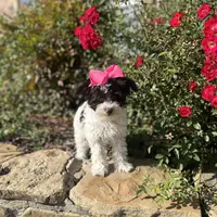 Chip, a female Schnoodle for sale in Greenville, TX – Photo 3 of 3