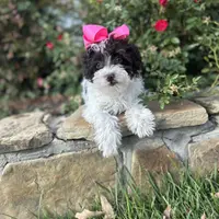 Chip, a female Schnoodle for sale in Greenville, TX – Photo 1 of 3
