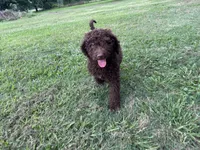 Standard golden doodles male and female , a male Goldendoodle for sale in Greenville, TX – 3 of 7