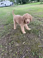Standard golden doodles male and female , a male Goldendoodle for sale in Greenville, TX – 6 of 7