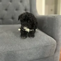 Blackie, a male Schnoodle for sale in Greenville, TX – Photo 4 of 4