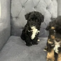 Blackie, a male Schnoodle for sale in Greenville, TX – Photo 2 of 4