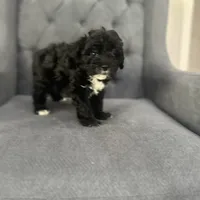 Blackie, a male Schnoodle for sale in Greenville, TX – Photo 3 of 4