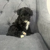 Blackie, a male Schnoodle for sale in Greenville, TX – Photo 1 of 4