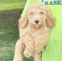 Standard golden doodles male and female , a male Goldendoodle for sale in Greenville, TX – 2 of 7