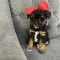 Princess, a female Schnoodle for sale in Greenville, TX – Photo 1 of 10