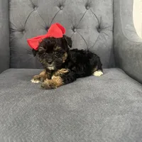 Princess, a female Schnoodle for sale in Greenville, TX – Photo 8 of 10