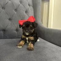 Princess, a female Schnoodle for sale in Greenville, TX – Photo 5 of 10