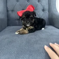 Princess, a female Schnoodle for sale in Greenville, TX – Photo 6 of 10