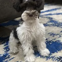 Princess, a female Schnoodle for sale in Greenville, TX – Photo 2 of 10