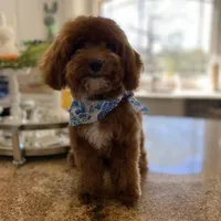 Princess, a female Schnoodle for sale in Greenville, TX – Photo 3 of 10