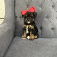 Princess, a female Schnoodle for sale in Greenville, TX – Photo 9 of 10