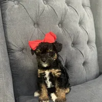 Princess, a female Schnoodle for sale in Greenville, TX – Photo 4 of 10