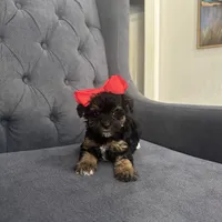 Princess, a female Schnoodle for sale in Greenville, TX – Photo 7 of 10
