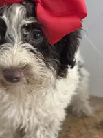 Bell Schnoodle chocolate parti, a female Schnoodle for sale in Greenville, TX – 3 of 5