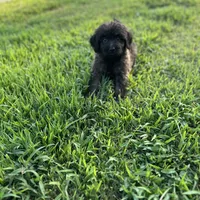 Bear, a male Shepadoodle for sale in Greenville, TX – Photo 5 of 10