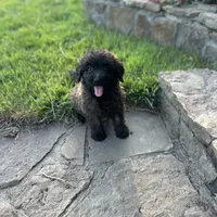 Bear, a male Shepadoodle for sale in Greenville, TX – Photo 4 of 10