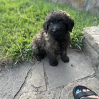 Bear, a male Shepadoodle for sale in Greenville, TX – Photo 2 of 10