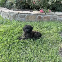 Bear, a male Shepadoodle for sale in Greenville, TX – Photo 7 of 10