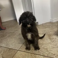 Bear, a male Shepadoodle for sale in Greenville, TX – Photo 1 of 10