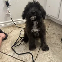 Bear, a male Shepadoodle for sale in Greenville, TX – Photo 3 of 10