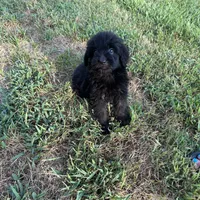 Bear, a male Shepadoodle for sale in Greenville, TX – Photo 10 of 10