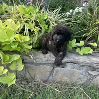 Bear, a male Shepadoodle for sale in Greenville, TX – Photo 6 of 10