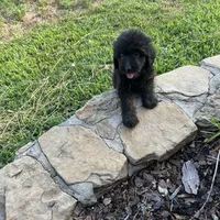 Bear, a male Shepadoodle for sale in Greenville, TX – Photo 9 of 10