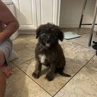 Bear, a male Shepadoodle for sale in Greenville, TX – Photo 8 of 10