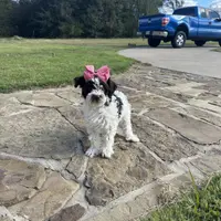Patches, a female Schnoodle for sale in Greenville, TX – 1 of 1