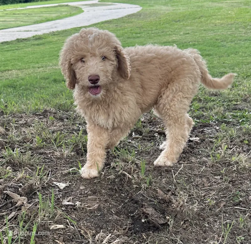 Standard golden doodles male and female  – Goldendoodle puppy for sale in Greenville, TX