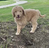 Standard golden doodles male and female , a male Goldendoodle for sale in Greenville, TX – 1 of 7