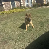 Big boy, a male German Shepherd Dog for sale in Greenville, TX – Photo 2 of 2