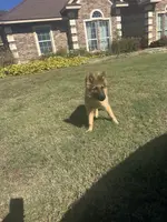 Big boy, a male German Shepherd Dog for sale in Greenville, TX – Photo 2 of 2