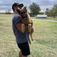 Big boy, a male German Shepherd Dog for sale in Greenville, TX – Photo 1 of 2