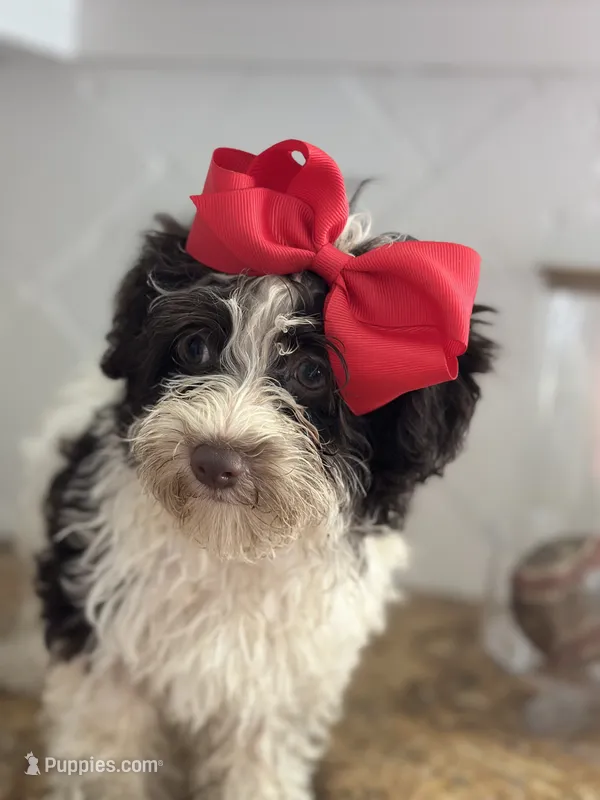 Bell Schnoodle chocolate parti – Schnoodle puppy for sale in Greenville, TX