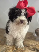 Bell Schnoodle chocolate parti, a female Schnoodle for sale in Greenville, TX – 2 of 5