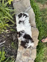 Bell Schnoodle chocolate parti, a female Schnoodle for sale in Greenville, TX – 4 of 5
