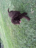Standard golden doodles male and female , a male Goldendoodle for sale in Greenville, TX – 7 of 7