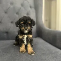 Brownie, a female Schnoodle for sale in Greenville, TX – Photo 4 of 4