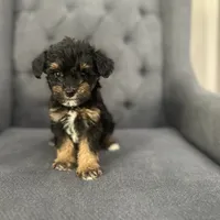 Brownie, a female Schnoodle for sale in Greenville, TX – Photo 2 of 4