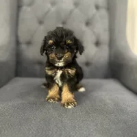 Brownie, a female Schnoodle for sale in Greenville, TX – Photo 1 of 4